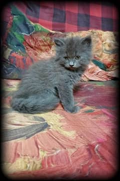 Smokey grey persian triple coated male kitten