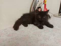 Black Persian Kitten to adopt