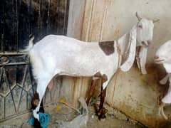 BAKRi 2 DANT 6 DANT 03226300887