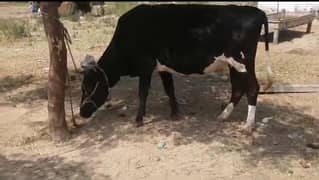 cow sell for qurbani /contact whatsapp 03438022007