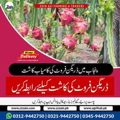 Saffron Bulbs and Dragon fruit plants available 03129442750 Zain Ali