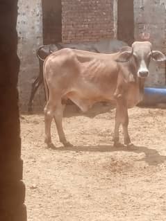Sasti & Apnay Farm kay Bull for Qurbani 2024