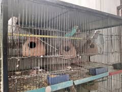 2 Budgie Cage And Breathing Pair