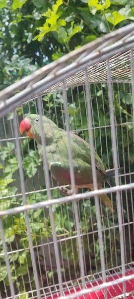 Raw parrot 1