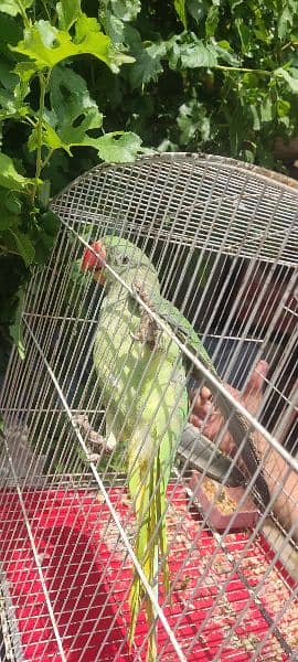 Raw parrot 2