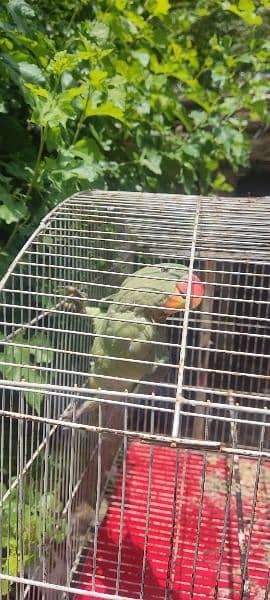 Raw parrot 6