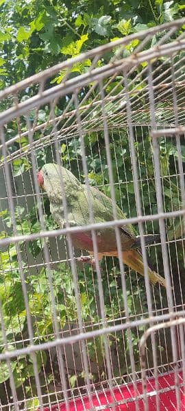 Raw parrot 7