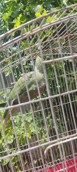 Raw parrot 8
