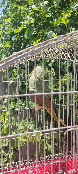 Raw parrot 9