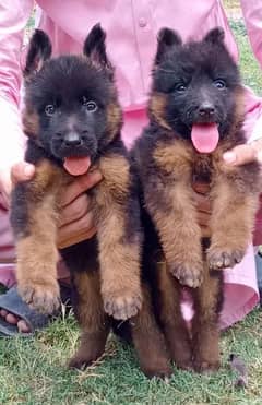 German shepherd long coat age 2 months pair available for sale