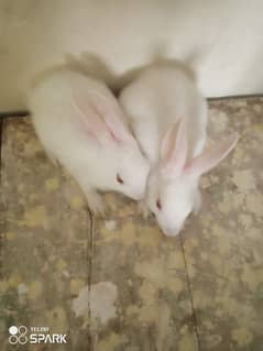 Angura baby rabbits with red eyes. (pair)