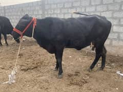 two qurbani cow available