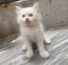 Beautiful  persian kitten Male /Female available