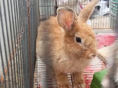 Female Rabbit for sell Imported Breed ( Netherland Dwarf )