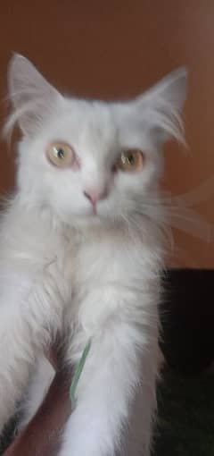 Persian adult cat for sale | white color female |
