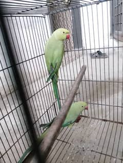 parrot green
