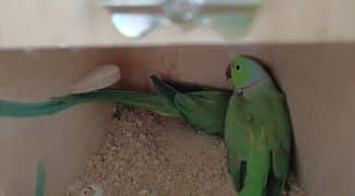 Ringneck breader pair with 3 eggs and cage