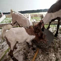 Tedi Bakri with 2 Females Kids