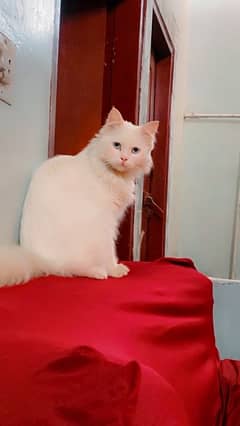 turkish angora male cat . . only serious  person  contact me
