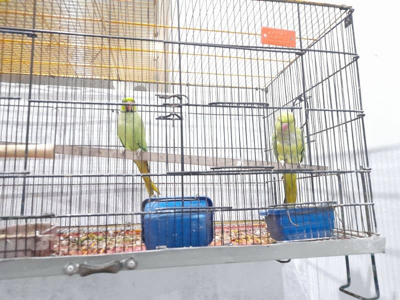 green ringneck breeder 1