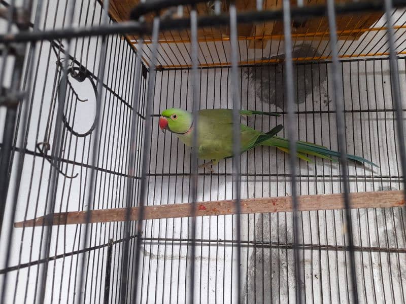 green ringneck breeder 2