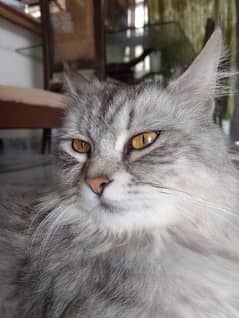 Grey and White Persian