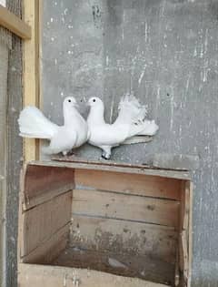 Lucky pigeons/fancy kabootar/English Fantail/white pair/male/female