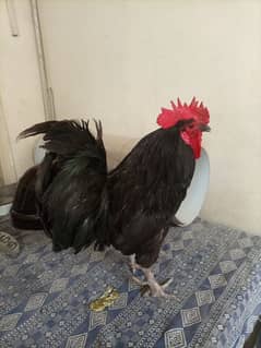 pure australop male and two Desi hens