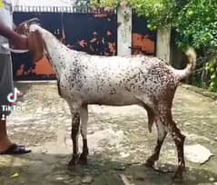 Heavy weight goat for qurbani purpose