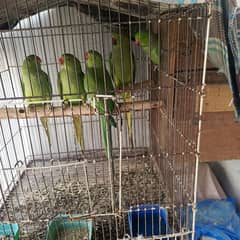 Ringneck chicks age 4 months