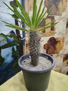Pachypodium Lamerei or Madagascar Palm
