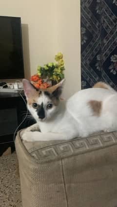 Trained lovely, playful desi cat (age 5 months )
