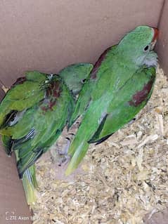 Kashmiri Raw Parrot Chicks