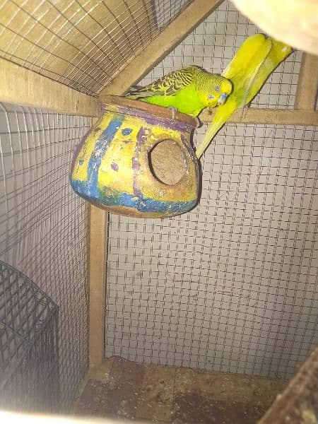 Budgies 0