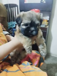 1.5 Months Shitzu Male Pup For Sale