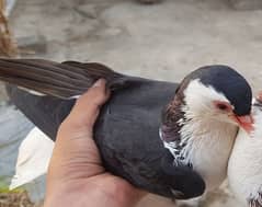 Sherazi pigeons for sale