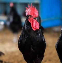 Australorp roosters for sale