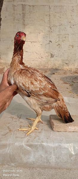 aseel high quality chicks & eggs 12
