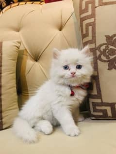 Persian kitten odd eyes