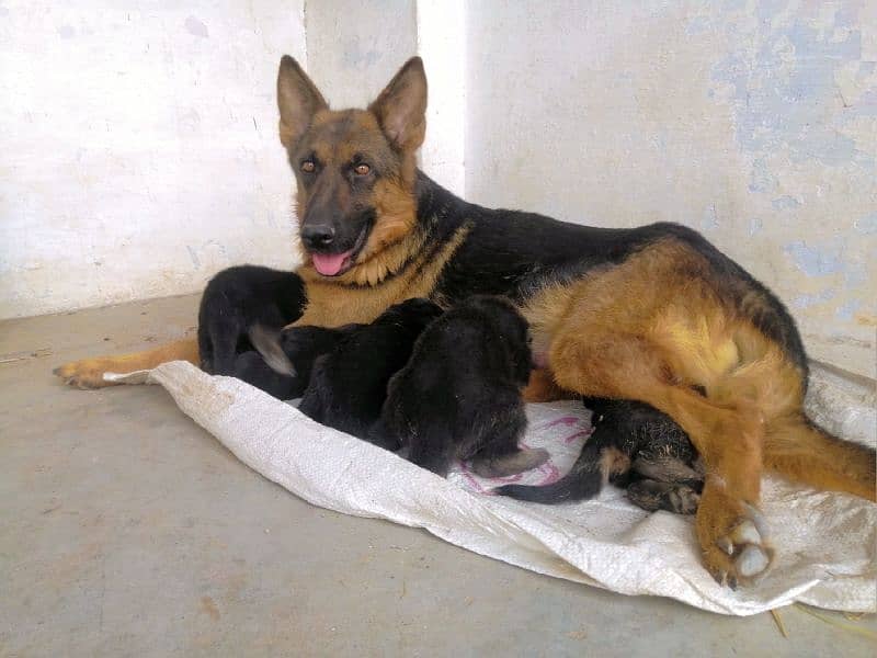 GERMAN SHEPHERD FEMALE 1