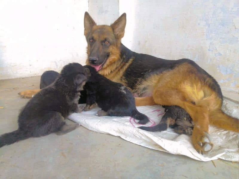 GERMAN SHEPHERD FEMALE 3