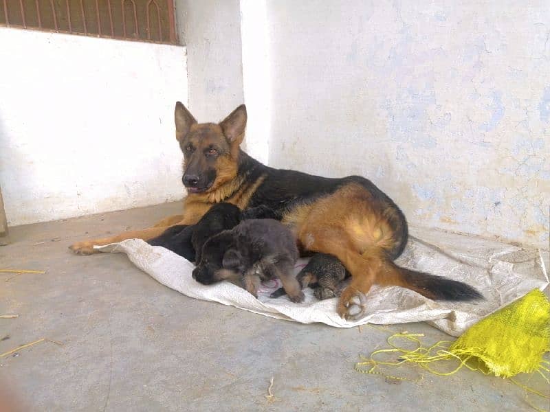 GERMAN SHEPHERD FEMALE 4