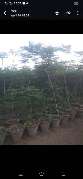 gulmohar tree for sale 0