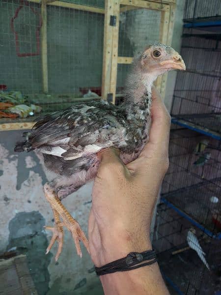 high quality aseel chicks 1