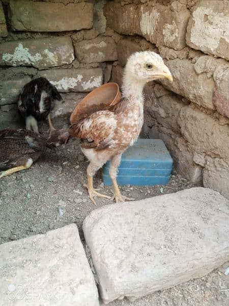 high quality aseel chicks 3