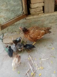 Aseel murge for sale with chicks