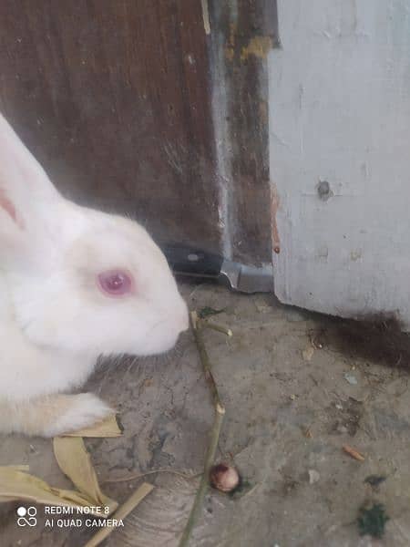 breeding pair of rabbit 1