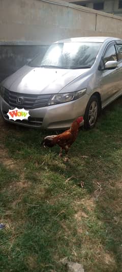 Aseel pair for sale and chicks