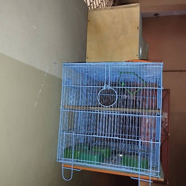 Birds cage For Sale 1
