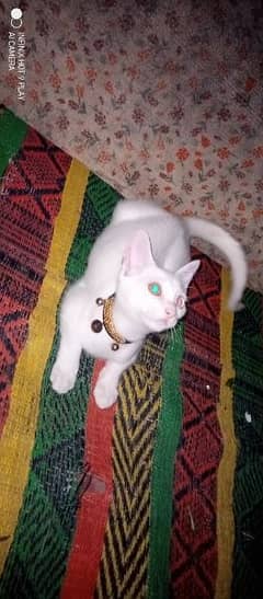 persian Single Cort cat for sale